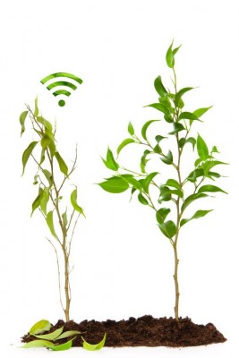 plants-wifi.jpg