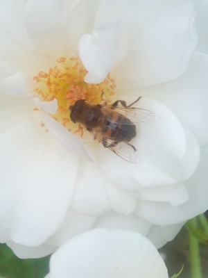 včela1.JPG